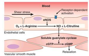 glutathione peroxidase and endothelial nitric oxide synthase synthesis TB