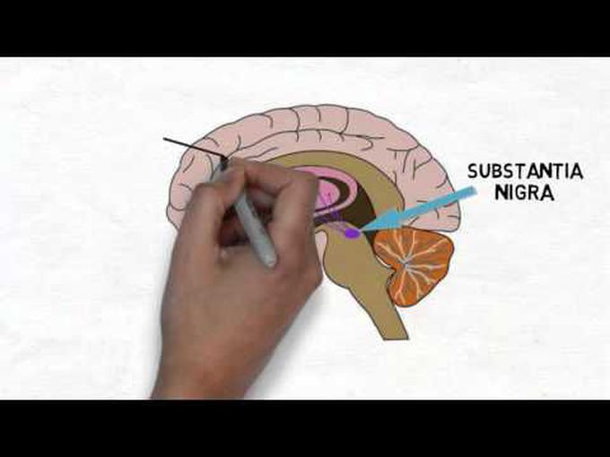 All About Substantia Nigra