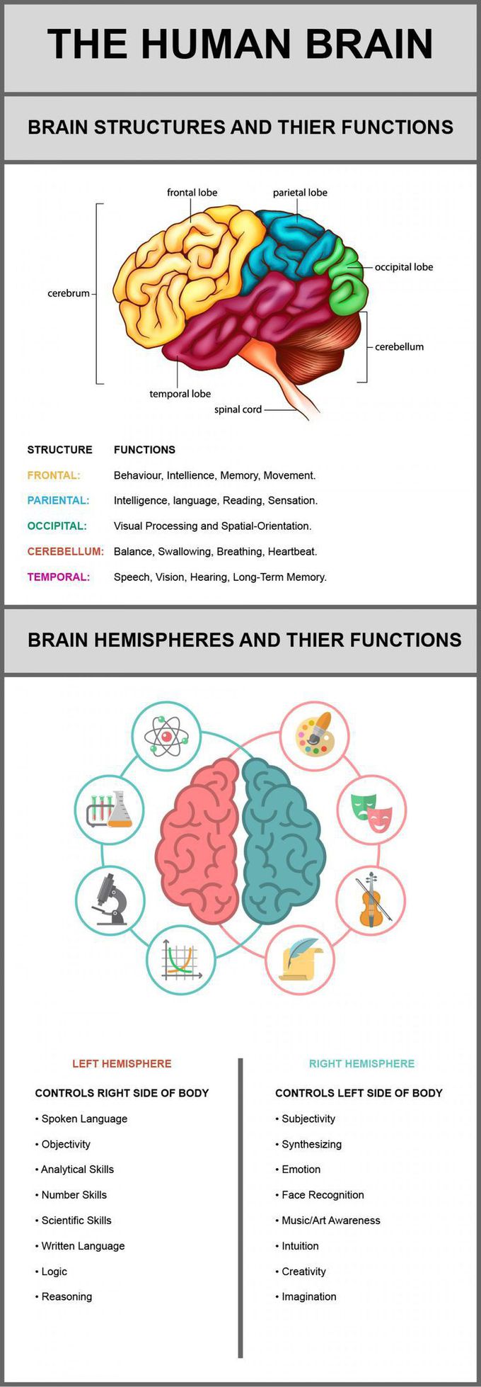 The Human Brain 🧠