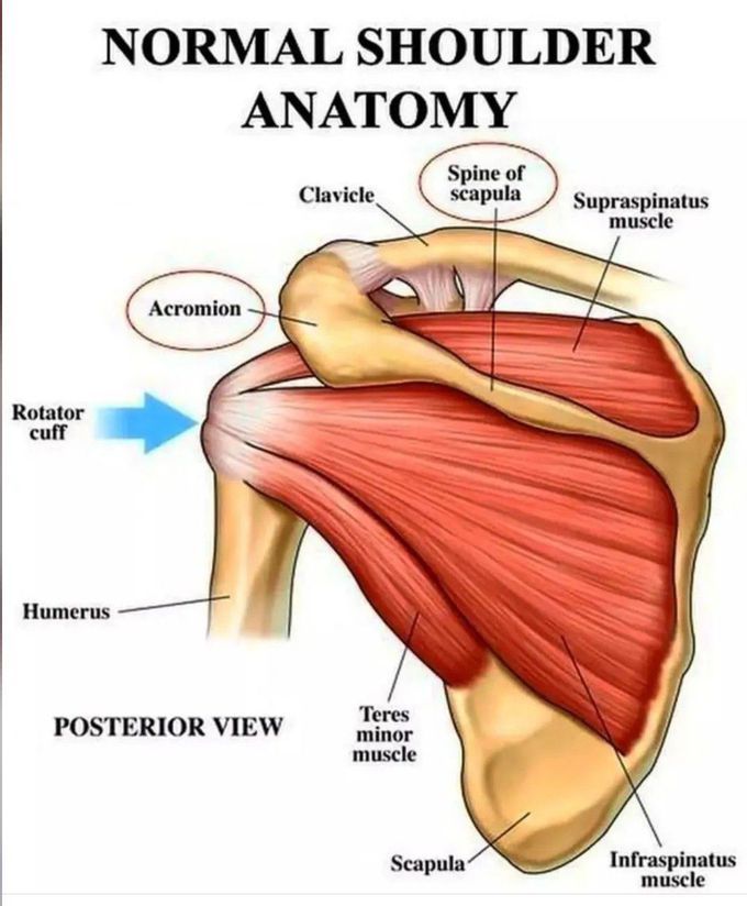 Normal Shoulder Anatomy