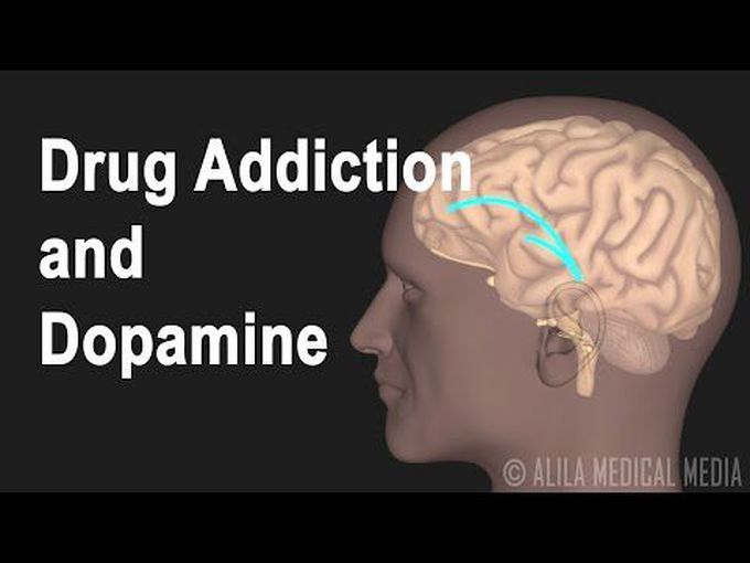 Drug Addiction and the Brain- II (Animation)