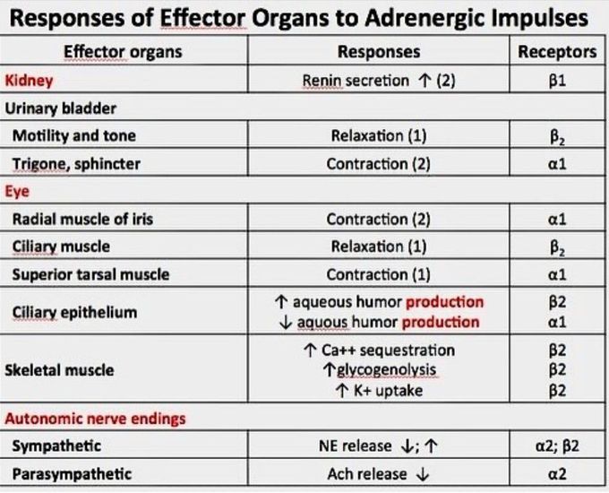 Adrenergic Impulses