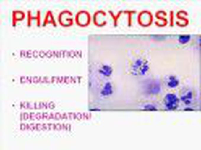 Chapter 2b: Inflammation (Acute Inflammation)
