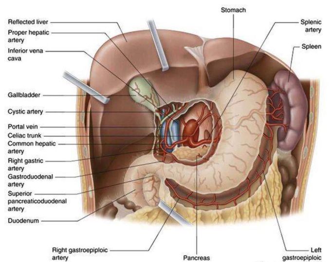Celiac trunk anatomy