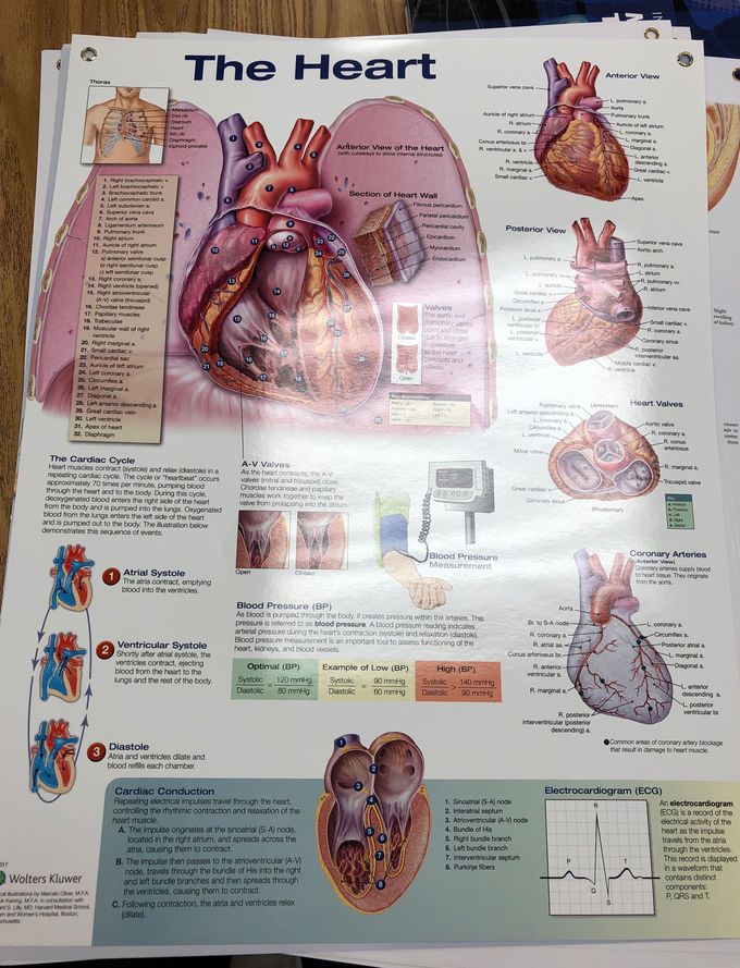 The Heart diagram