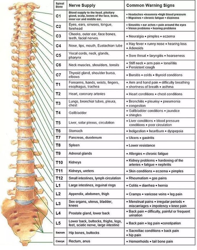 Spinal Nerves