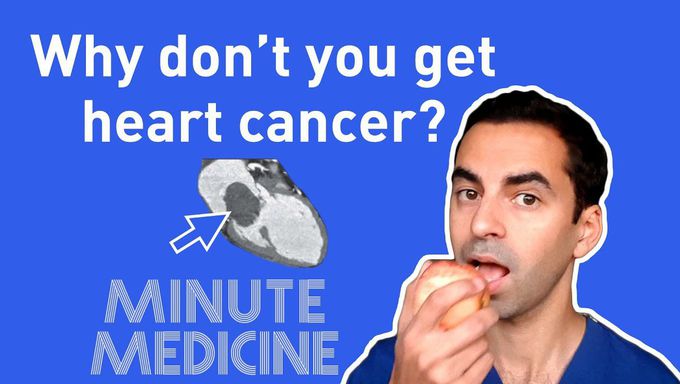 Why don't people get heart cancer?