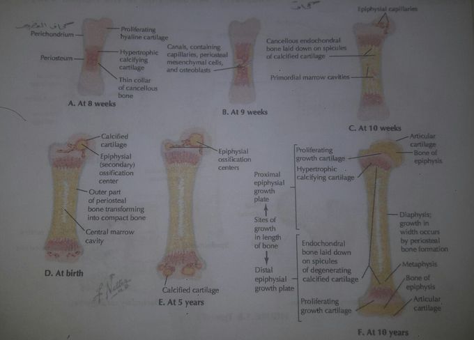 Bone Development
Bones develop in one of the following two ways:
• Intramembranous formation: most lat bones 
develop in this way by direct calcium deposition 
into a mesenchymal (primitive mesoderm) 
precursor or model of the bone.
• Endochondral formation: most long and 
irregularly shaped bones develop by calcium 
deposition into a cartilaginous model of the bone 
that provides a scafold for the future bone.
he following sequence of events deines endo-
chondral bone formation (Fig. 👆):
• Formation of a thin collar of bone around a 
hyaline cartilage model.         Cavitation of the primary ossiication center and 
invasion of vessels, nerves, lymphatics, red 
marrow elements, and osteoblasts.
• Formation of spongy (cancellous) endochondral 
bone on calcified spicules.
• Diaphysis elongation, formation of the central 
marrow cavity, and appearance of the secondary 
ossiication centers in the epiphyses.
• Long bone growth during childhood.
• Epiphysial fusion occurring from puberty into 
maturity (early to mid-20s).