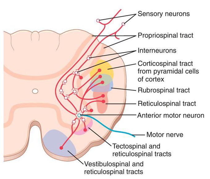 Convergence of neural pathways