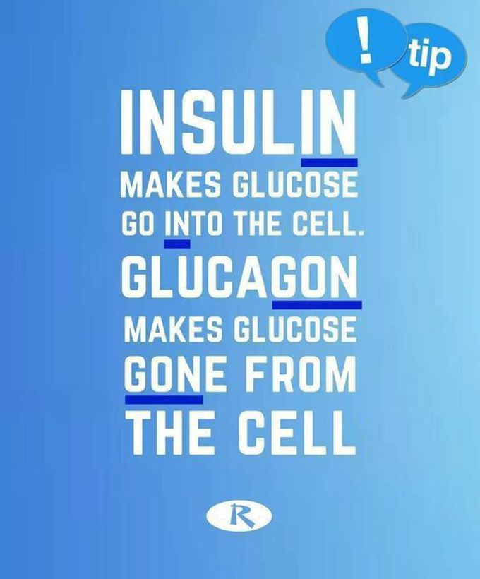 Insulin vs glucagon