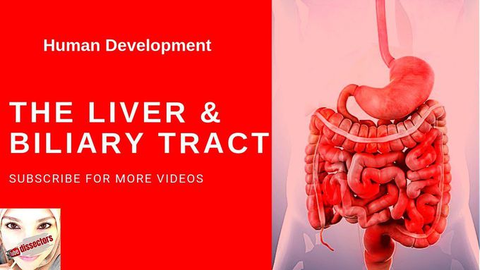 Embryology of liver and gall bladder