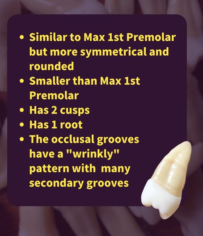 Second Premolar