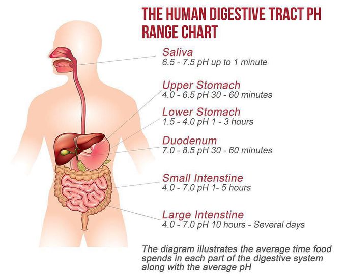 Ph Range Of Human Digestive System Medizzy 