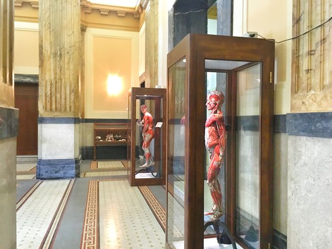 Department of Human Anatomy
