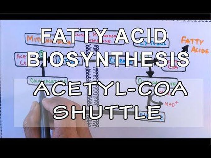 Acyl CoA shuttle in beta oxidation of fatty acids