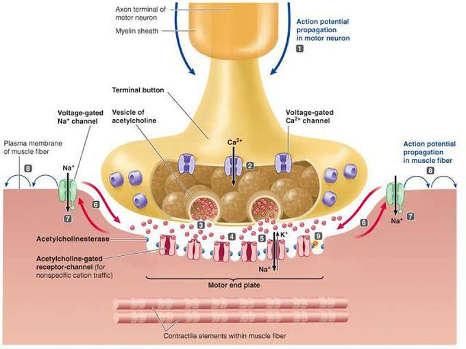 Neuromuscular Junction