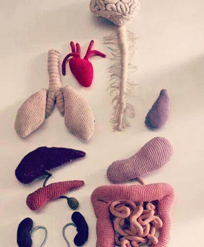Name one organ you see?