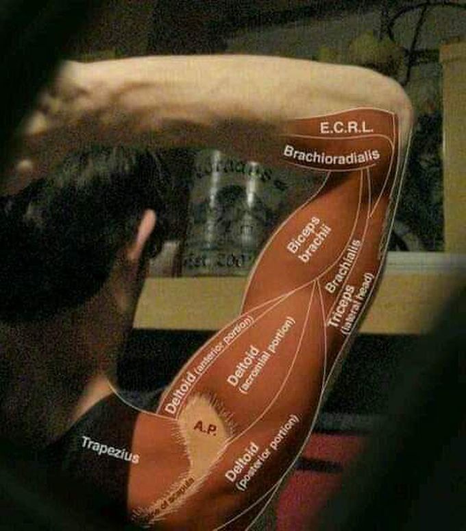 Superficial anatomy of arm