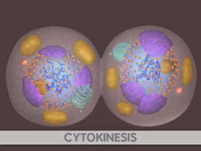Cell Cycle