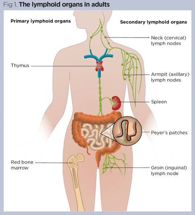 Main lymphatic tissues
