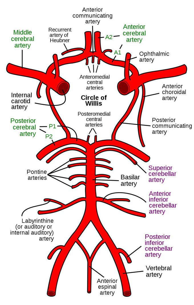 Circle of Willis