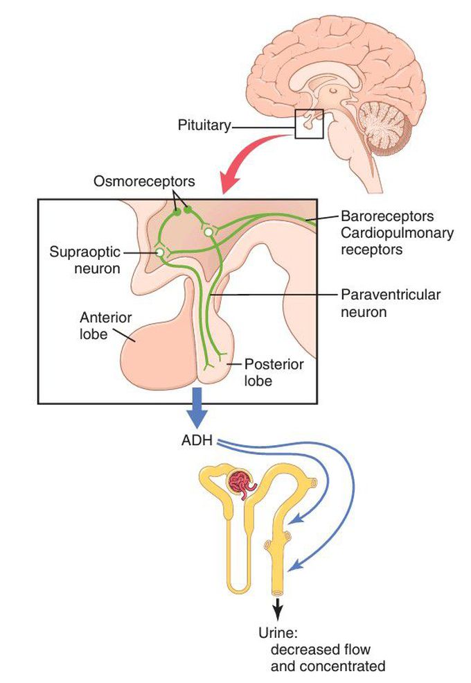 Hypothalamus