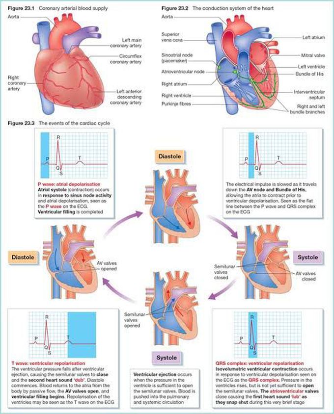 The Heart and Cardiac cycle