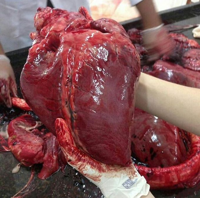 Heart from a cow