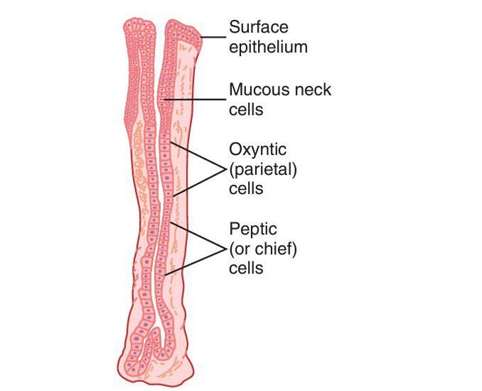 Oxyntic gland