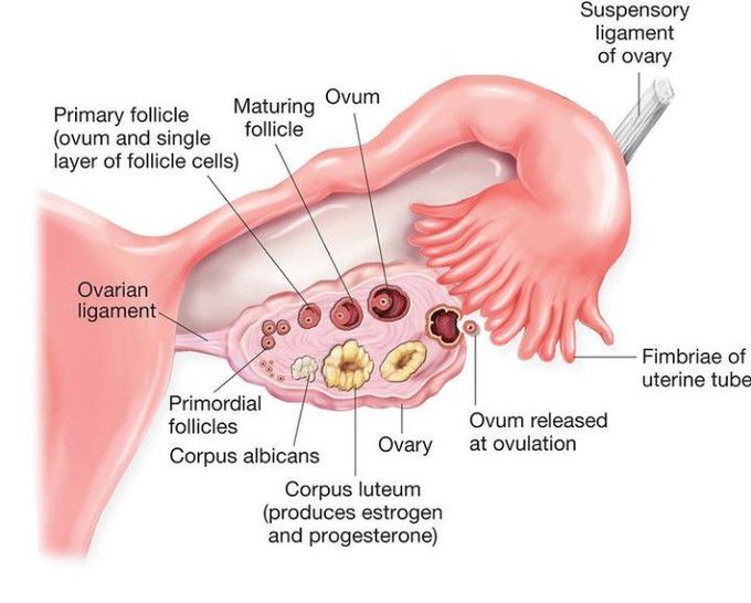 Structure of uterine tube and ovary