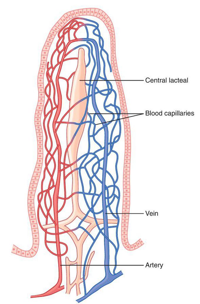 Microvasculature of the villus