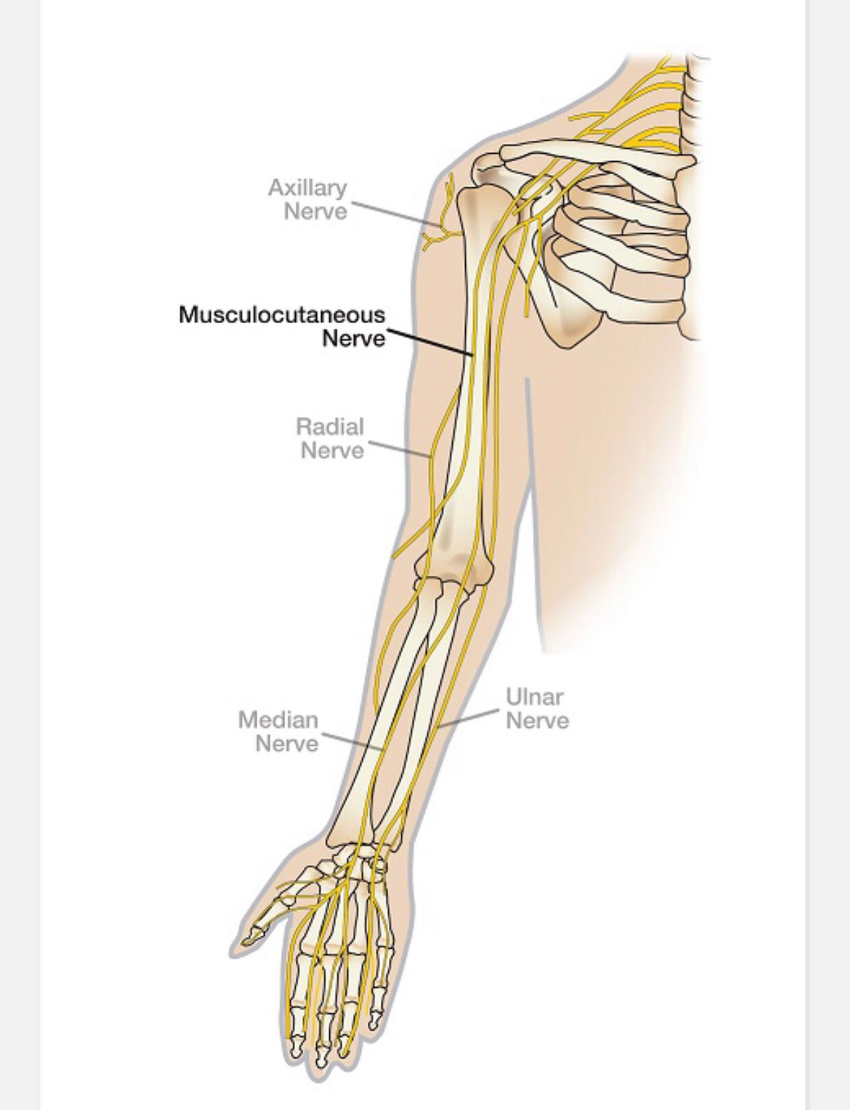 upper limb nerves