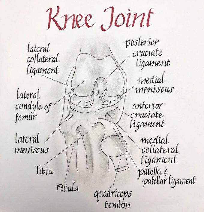Knee Joint Illustration by REV Med Anatomy