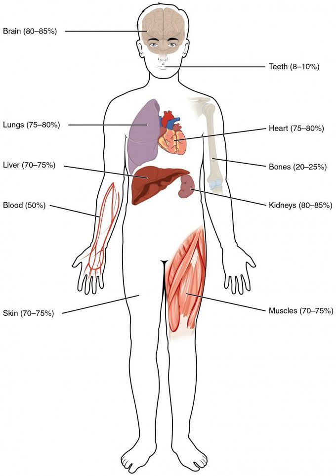 H2o of the body