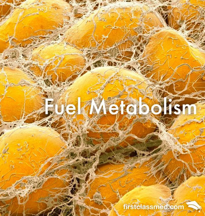 Fuel Metabolism - The 'switch' between Fasting and Well-fed states