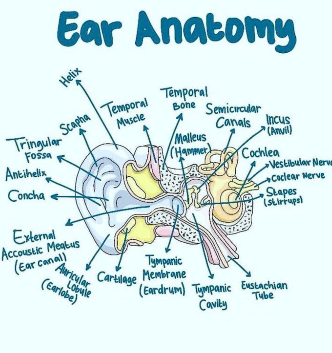 ear anatomy