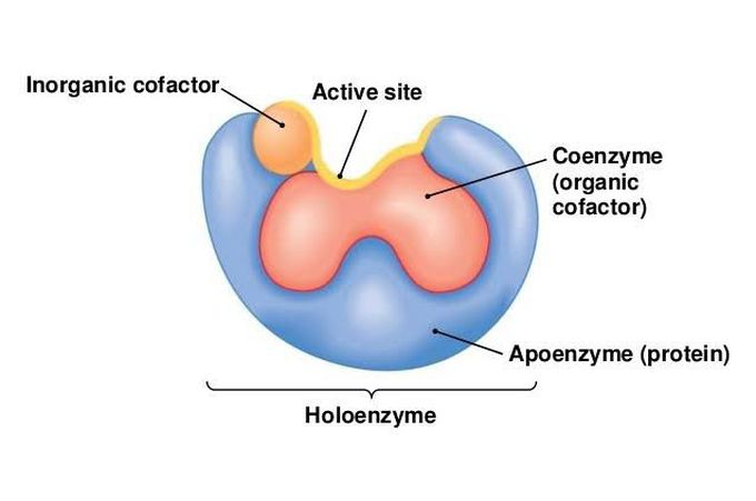 Holoenzyme