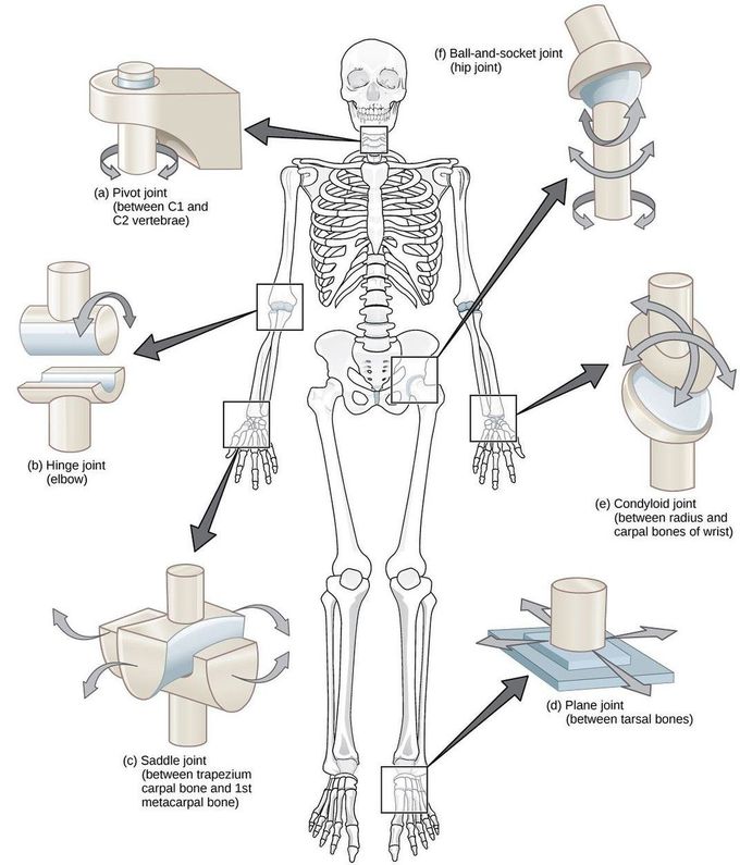 The different types of joints!!!