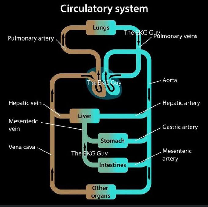 Circulatory system