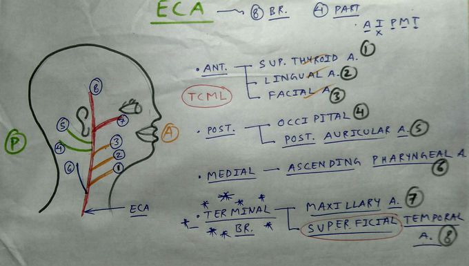 External Carotid Artery Branches