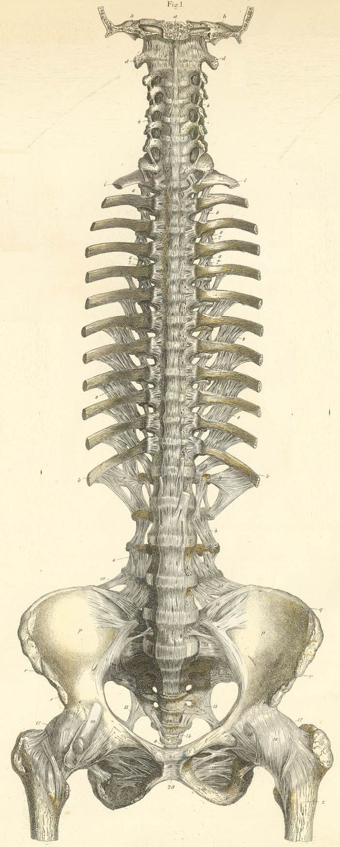 Skeleton