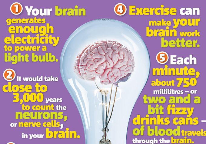 Image: The brain: Science primary resource | National Geographic Kids