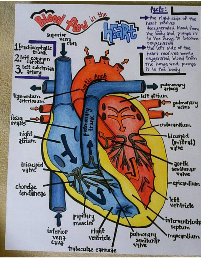 Heart