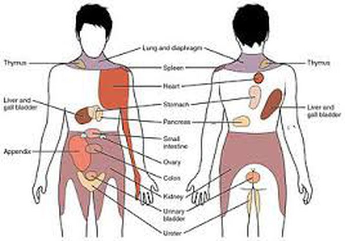 Referred pain chart