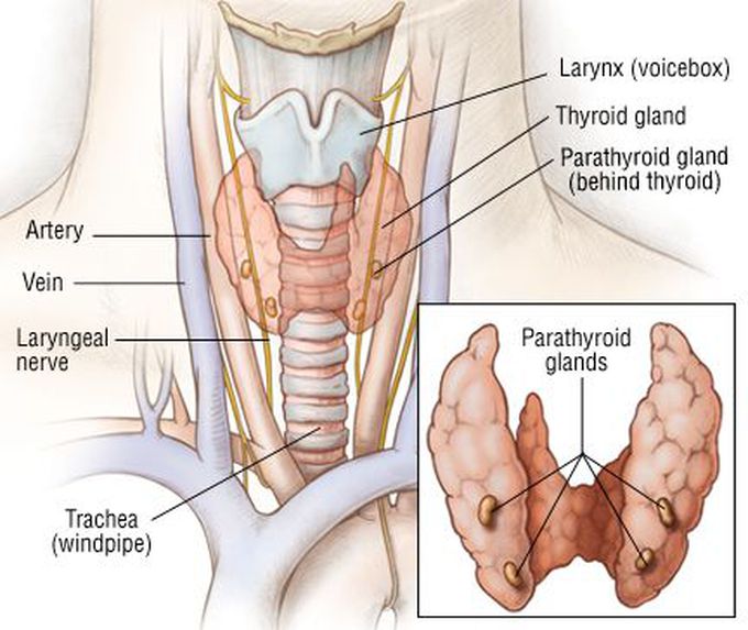 FDA OKs Devices for Parathyroid Tissue Detection During Surgery