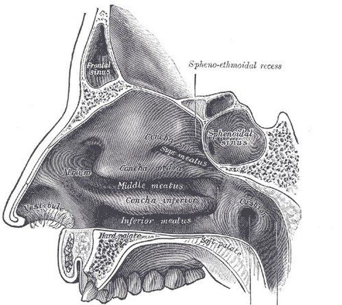 Nasal meatus