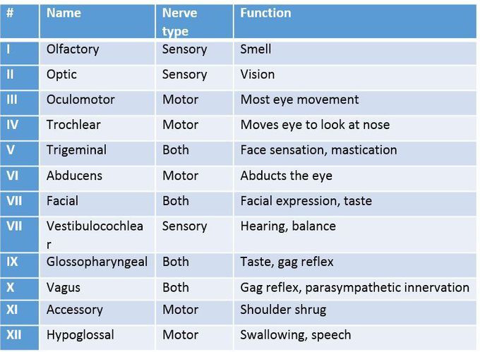 12 Cranial nerves