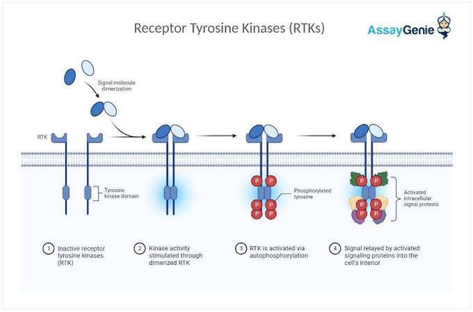 Receptor Tyrosine Kinases