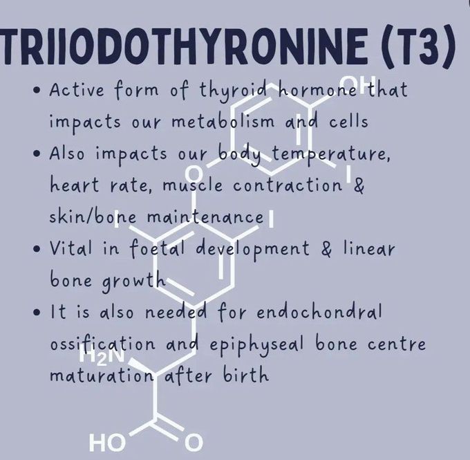 T3 Hormone