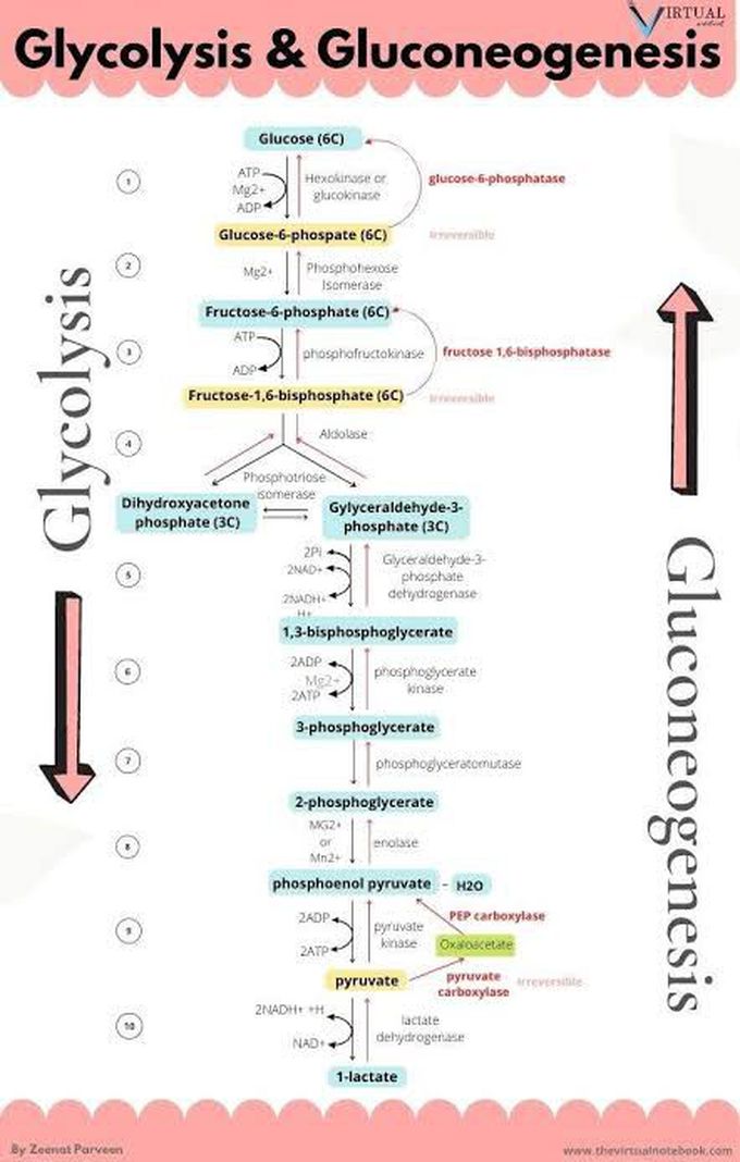 Glycolysis and Gluconeogenesis